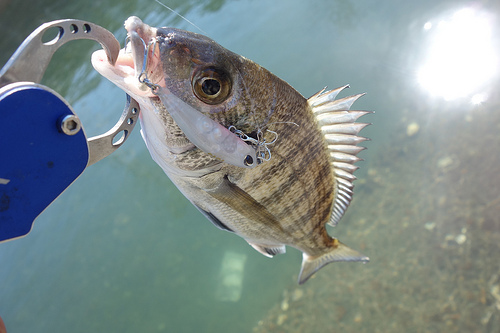 チヌ釣り 舞鶴でチヌを簡単に釣る方法